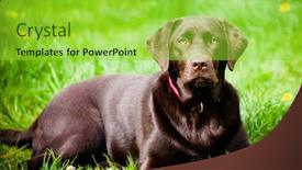  Presentation with grass dark - Colorful PPT theme enhanced with pedigree-dark-labrador-on-fresh backdrop and a yellow colored foreground