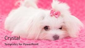  Presentation with dog baby cute child - Amazing PPT theme having pedigree purebred cute maltese dog backdrop and a coral colored foreground