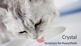  Presentation with carabao milk - Slide deck consisting of pedigreed gray cat drinking milk background and a light gray colored foreground