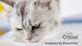  Presentation with carabao milk - Cool new slides with pedigreed gray cat drinking milk backdrop and a light gray colored foreground