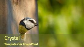  Presentation with blue origin - PPT layouts having peeking out of a nest background and a tawny brown colored foreground