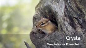  Presentation with tree - Presentation theme with peeking squirrel - cute chipmunk peeks background and a dark gray colored foreground