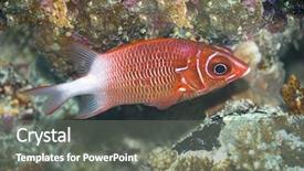  Presentation with democracy indian - Presentation theme with peeking squirrel - tropical fish squirre-lfish maldives indian background and a gray colored foreground