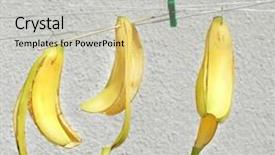  Presentation with green bananas hanging on banana - Presentation theme with peel of a bananas hanging background and a soft green colored foreground