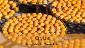  Presentation with solar drying - PPT layouts featuring peeled-persimmons-drying-at-outdoor background and a gold colored foreground