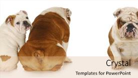  Presentation with bullying - Cool new slides with peer pressure - bullying - two english bulldogs backdrop and a coral colored foreground