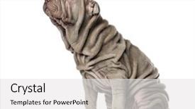  Presentation with pei - Cool new slide set with pei sitting 10 weeks old backdrop and a white colored foreground