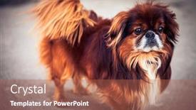  Presentation with dog - Colorful presentation theme enhanced with pekinese dog backdrop and a red colored foreground