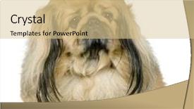  Presentation with white badminton shuttlecock - Cool new theme with foo - pekinese in front backdrop and a lemonade colored foreground