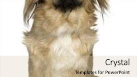  Presentation with work anniversary 7 years - Theme enhanced with foo - pekingese 2 years in front background and a soft green colored foreground