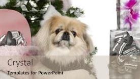  Presentation with gifts - 