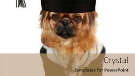  Presentation with bachelor - Cool new PPT layouts with pekingese-puppy-dog-with-academic backdrop and a coral colored foreground