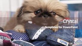  Presentation with heart - Slide deck enhanced with pekingese puppy on a heart background and a  colored foreground