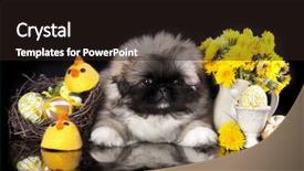  Presentation with puppy - Presentation design having pekingese puppy with easter eggs background and a wine colored foreground