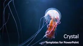  Presentation with jellyfish - Cool new slide deck with pelagia noctiluca jellyfish underwater backdrop and a navy blue colored foreground