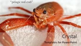  Presentation with specimen - Amazing theme having pelagic crab in a marine backdrop and a coral colored foreground