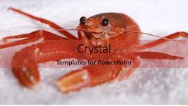  Presentation with specimen - Beautiful slides featuring pelagic crab in a marine backdrop and a red colored foreground