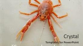  Presentation with life science - Colorful PPT layouts enhanced with pelagic crab in a marine backdrop and a light gray colored foreground