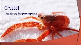  Presentation with specimen - Audience pleasing theme consisting of pelagic crab in a marine backdrop and a sky blue colored foreground