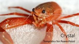  Presentation with specimen - Amazing theme having pelagic crab in a marine backdrop and a coral colored foreground