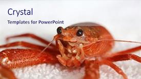  Presentation with red - Beautiful slides featuring pelagic crab in a marine backdrop and a sky blue colored foreground