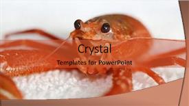  Presentation with life science - Theme with pelagic crab in a marine background and a red colored foreground