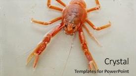  Presentation with life science - Colorful PPT layouts enhanced with pelagic crab in a marine backdrop and a light gray colored foreground