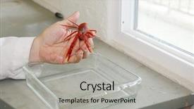  Presentation with specimen - Slides having pelagic crab in a marine background and a light gray colored foreground