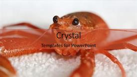  Presentation with life science - PPT layouts featuring pelagic crab in a marine background and a red colored foreground