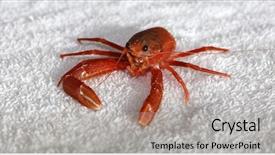  Presentation with specimen - Cool new slides with pelagic crab in a marine backdrop and a light gray colored foreground