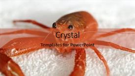  Presentation with specimen - Theme enhanced with pelagic crab in a marine background and a  colored foreground
