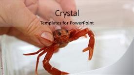  Presentation with specimen - Beautiful PPT layouts featuring pelagic crab in a marine backdrop and a coral colored foreground