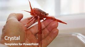  Presentation with specimen - Audience pleasing slide deck consisting of pelagic crab in a marine backdrop and a tawny brown colored foreground