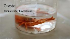  Presentation with red - Slide set consisting of pelagic crab in a marine background and a light gray colored foreground