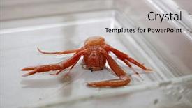  Presentation with specimen - Slide set having pelagic crab in a marine background and a  colored foreground
