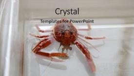  Presentation with specimen - Presentation theme featuring pelagic crab in a marine background and a  colored foreground