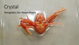  Presentation with specimen - Presentation design enhanced with pelagic crab in a marine background and a  colored foreground