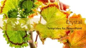  Presentation with leaves - Presentation theme consisting of pelargonium-leaves-on-the-white background and a gold colored foreground