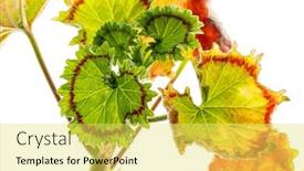  Presentation with leaves - PPT layouts with pelargonium-leaves-on-the-white background and a yellow colored foreground