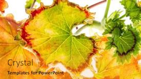  Presentation with leaves - PPT theme featuring pelargonium-leaves-on-the-white background and a gold colored foreground