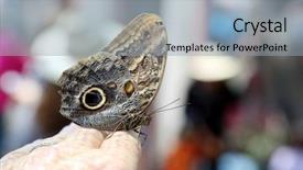  Presentation with central america - Amazing slide deck having peleides blue morpho butterfly backdrop and a light blue colored foreground