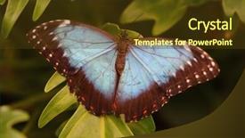  Presentation with central america - Amazing presentation design having peleides blue morpho butterfly backdrop and a  colored foreground