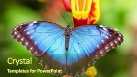  Presentation with blue flower - Presentation theme having peleides blue morpho on flower background and a tawny brown colored foreground