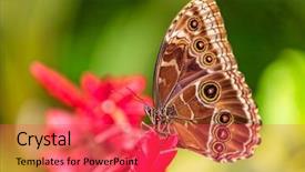  Presentation with blue flower - Beautiful presentation featuring peleides blue morpho on flower backdrop and a red colored foreground