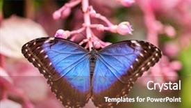  Presentation with blue flower - PPT theme consisting of peleides blue morpho on flower background and a tawny brown colored foreground