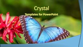  Presentation with blue flower bulb field - Beautiful presentation theme featuring peleides blue morpho on flower backdrop and a tawny brown colored foreground