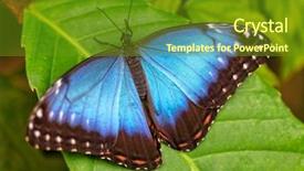  Presentation with blue - Colorful presentation theme enhanced with peleides blue morpho on leaf backdrop and a tawny brown colored foreground