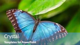  Presentation with betel leaf - Cool new presentation theme with peleides blue morpho on leaf backdrop and a teal colored foreground