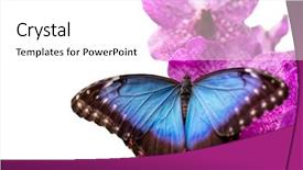  Presentation with orchid - PPT theme enhanced with peleides blue morpho on orchid background and a white colored foreground