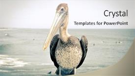 Presentation with florida beach - Theme consisting of pelican at a beach in florida with retro effect background and a sky blue colored foreground